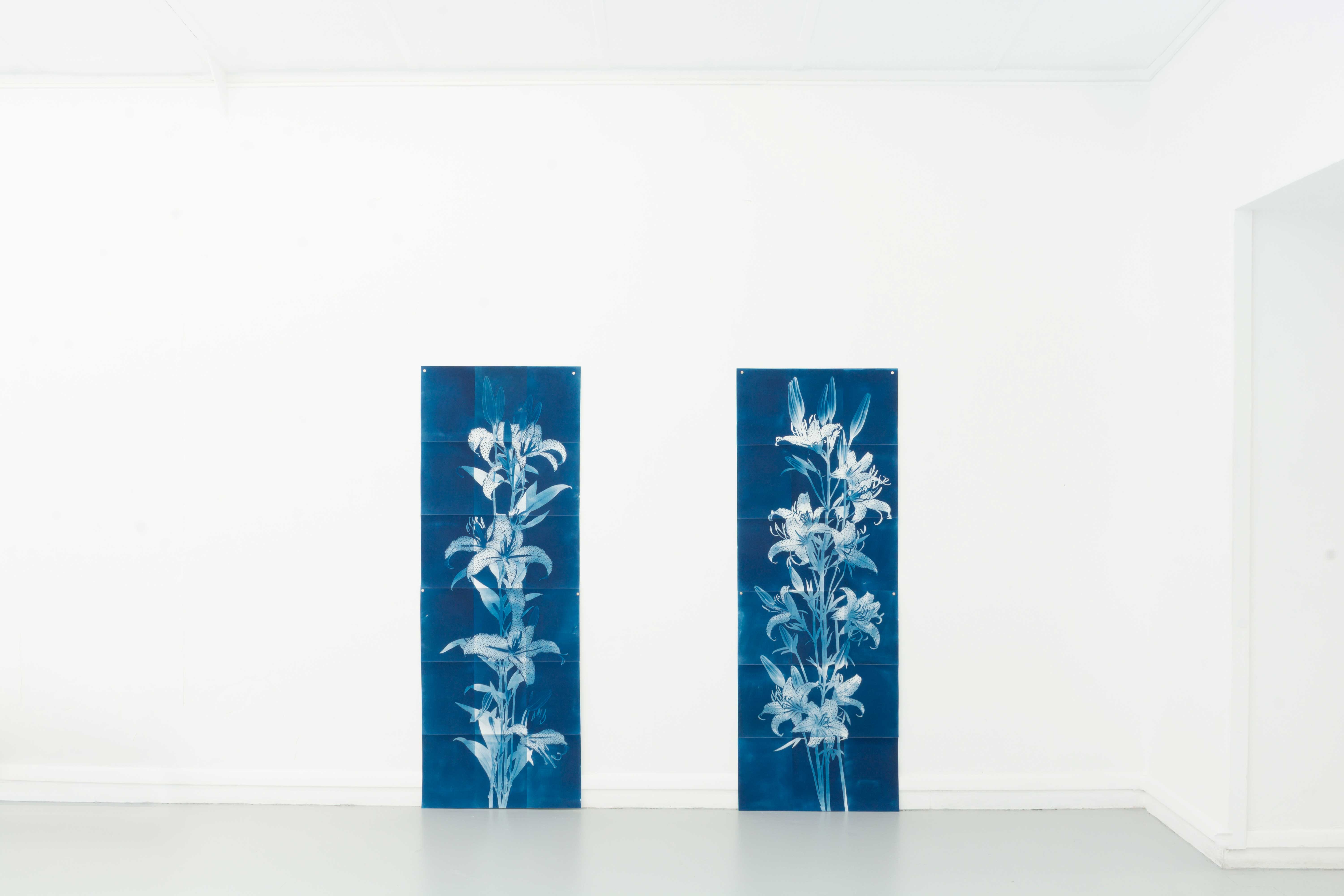 César Augusto Ramírez. Fleur de lys I and II, 2025. Cyanotypes on 300g watercolor paper. 162 × 59 cm each