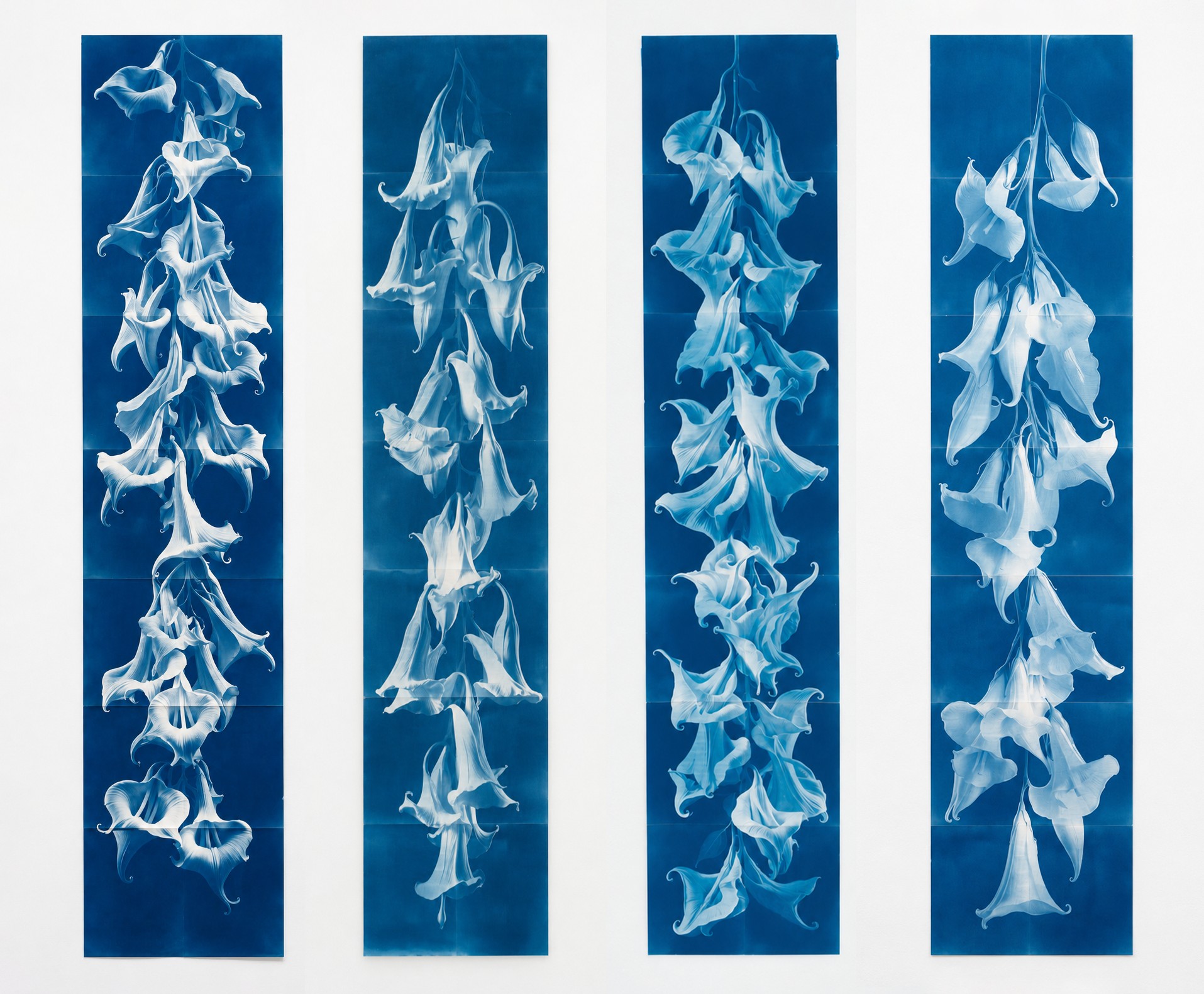 César Augusto Ramírez. Arcane knowledge I, II, III and IV, 2026. Cyanotypes on 300gsm watercolor paper. 189 × 40 cm each