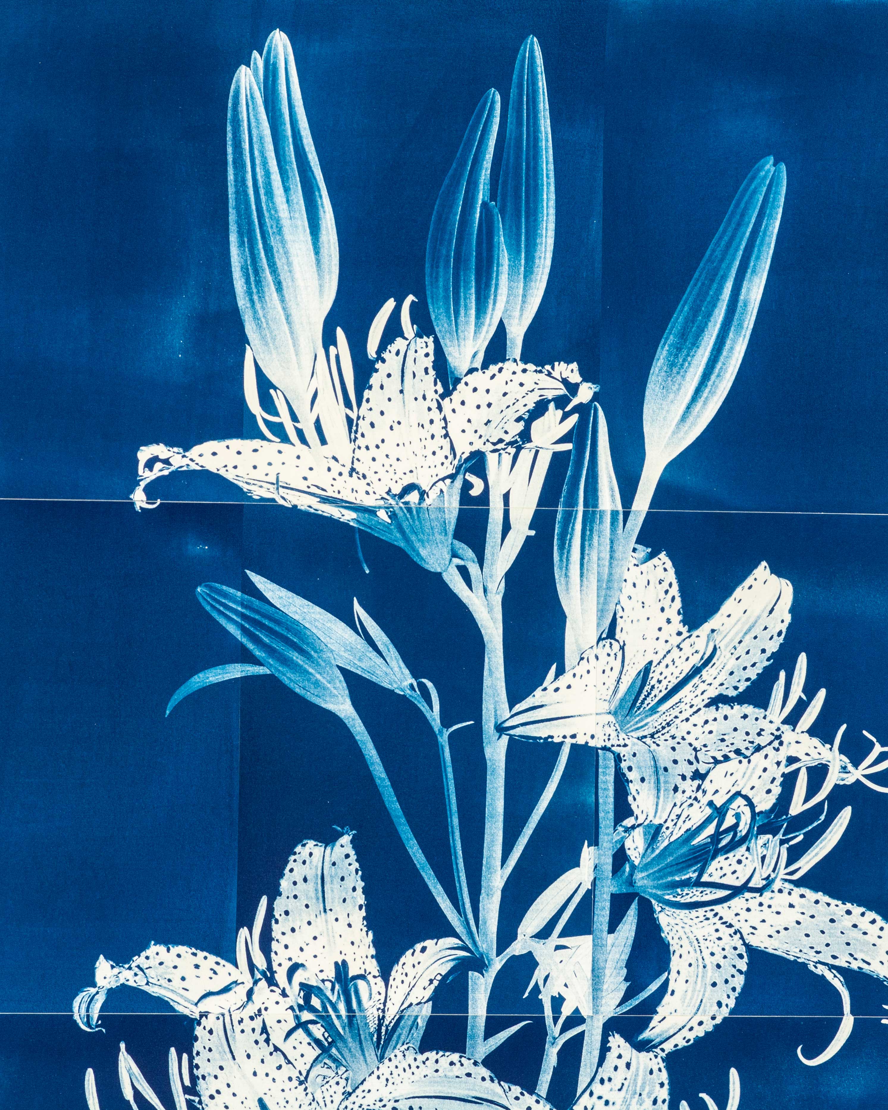 César Augusto Ramírez. (detail) Fleur de lys II, 2025. Cyanotypes on 300g watercolor paper. 162 × 59 cm