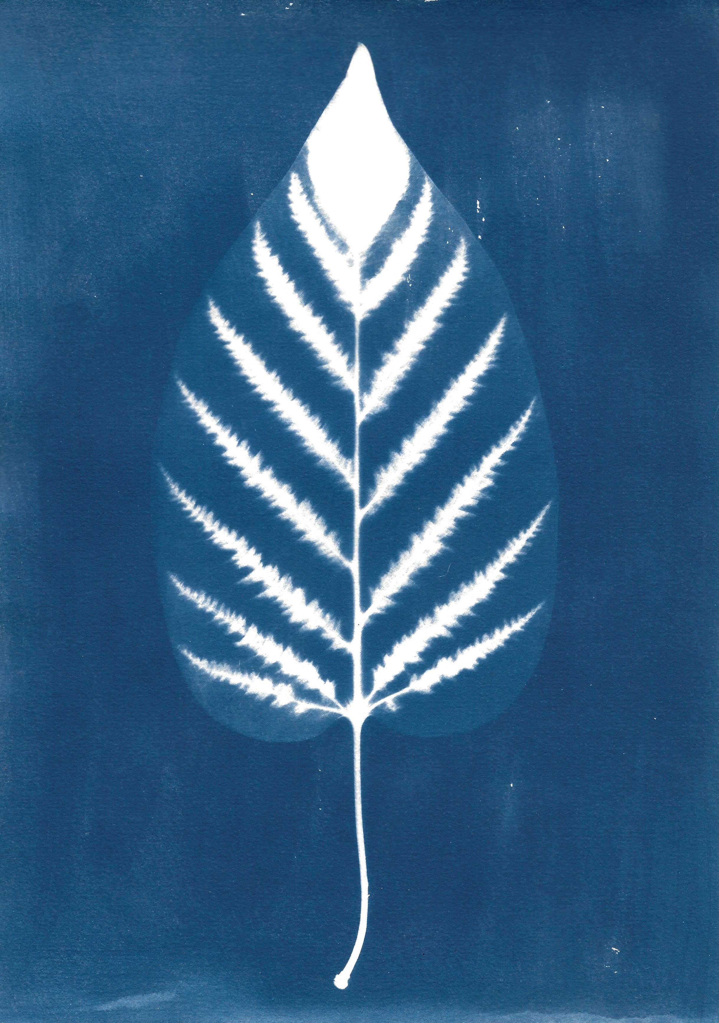 César Augusto Ramírez. Musa elektra, 2025. Cyanotype on 300g watercolor paper. 29.7 × 21 cm