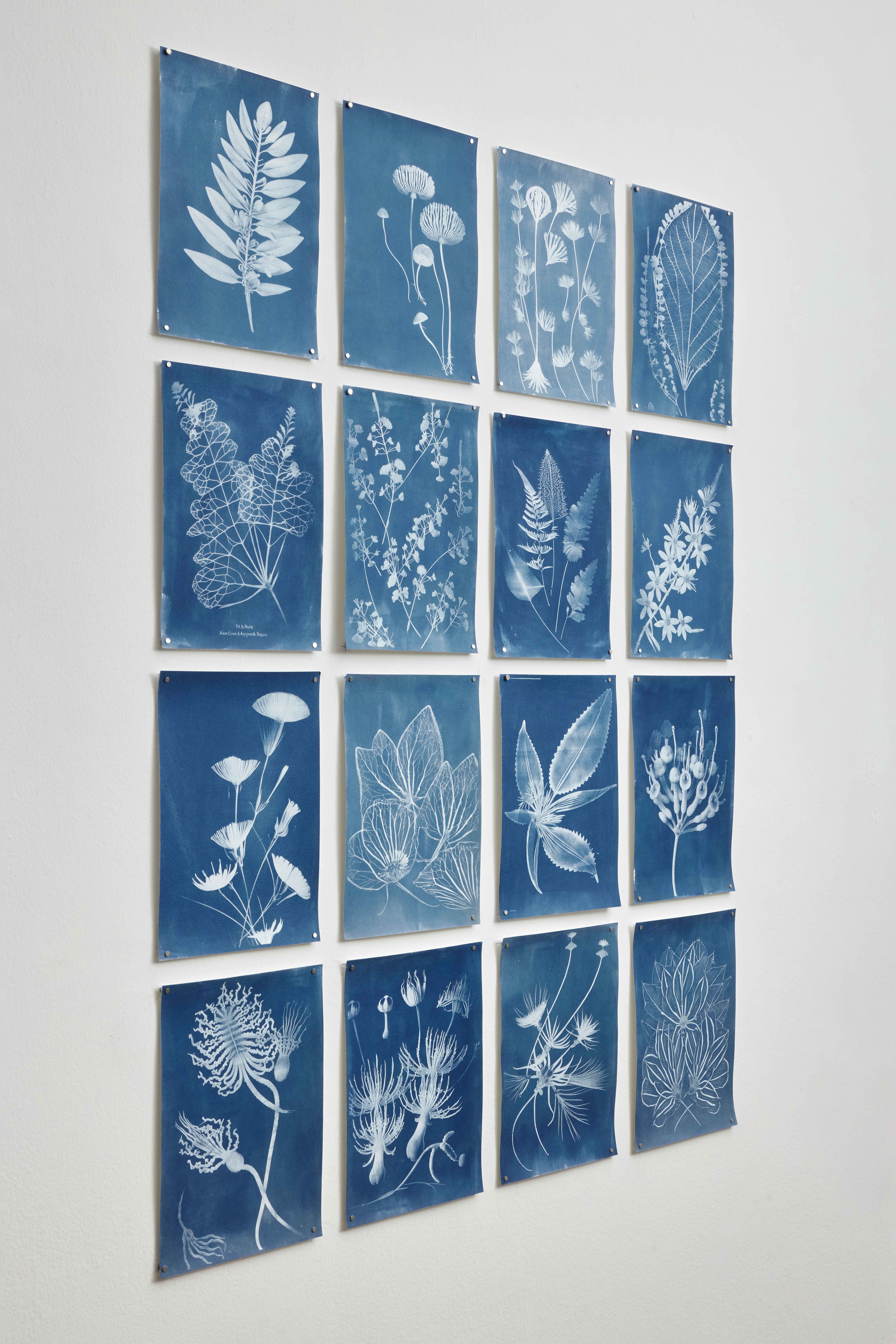 César Augusto Ramírez. Studies on Peruvian flora (from the New World), 2023. Cyanotypes on watercolor paper. 124,8 × 90 cm